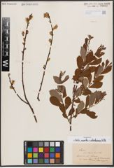 Salix aurita L. x Salix starkeana Willd.